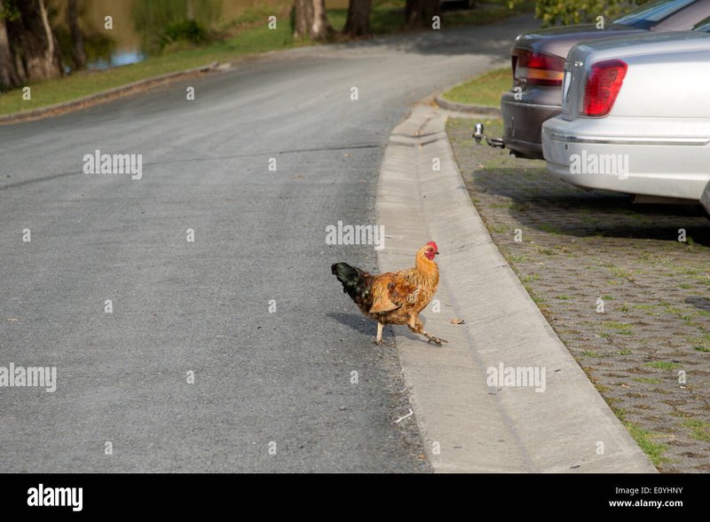 Explore jugar chicken road